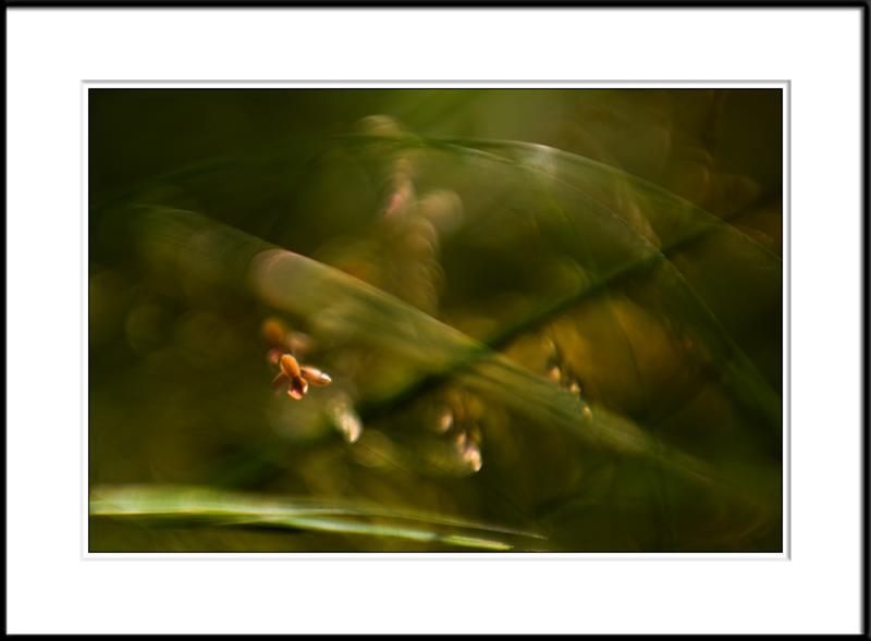 Grass 8