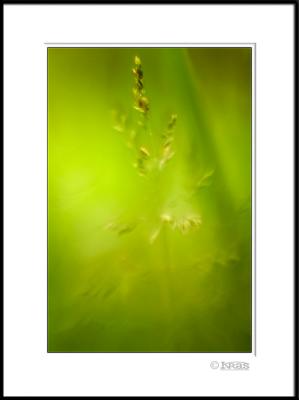 v3/23/114023/3/44293255.grass11.jpg