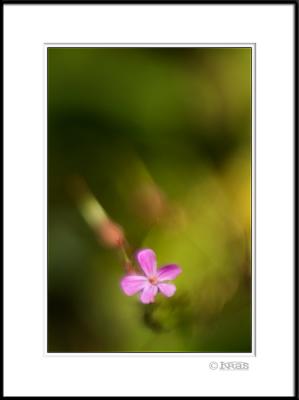 Herb Robert 2