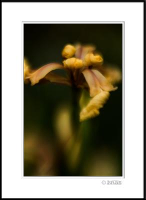 Stinking Iris 3