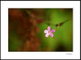 Herb Robert 3