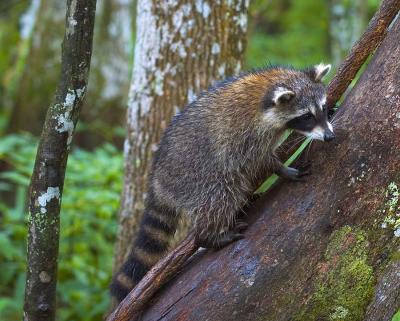 Swamp coon