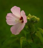 Wild Hibiscus