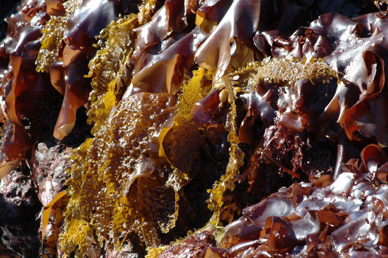 Kelp and seaweed.
