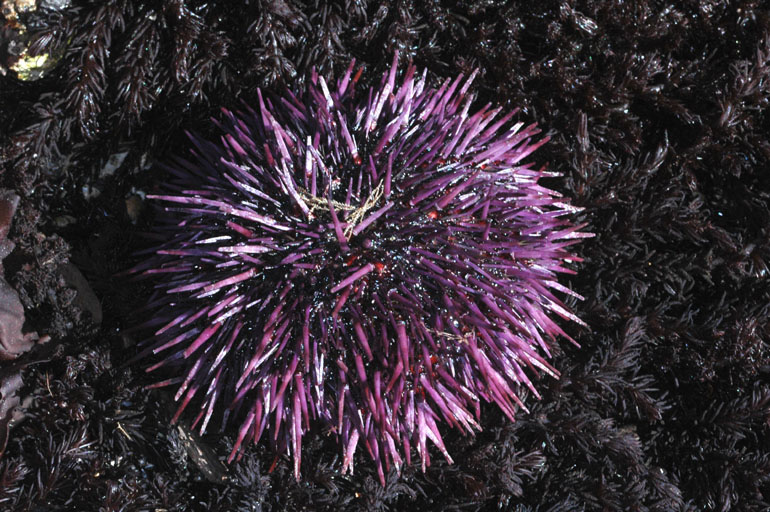 Purple urchin.