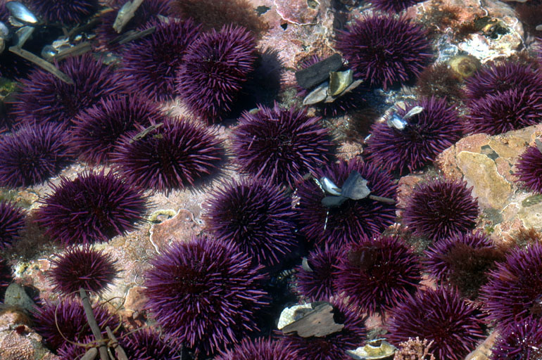 A sea of purple urchins.
