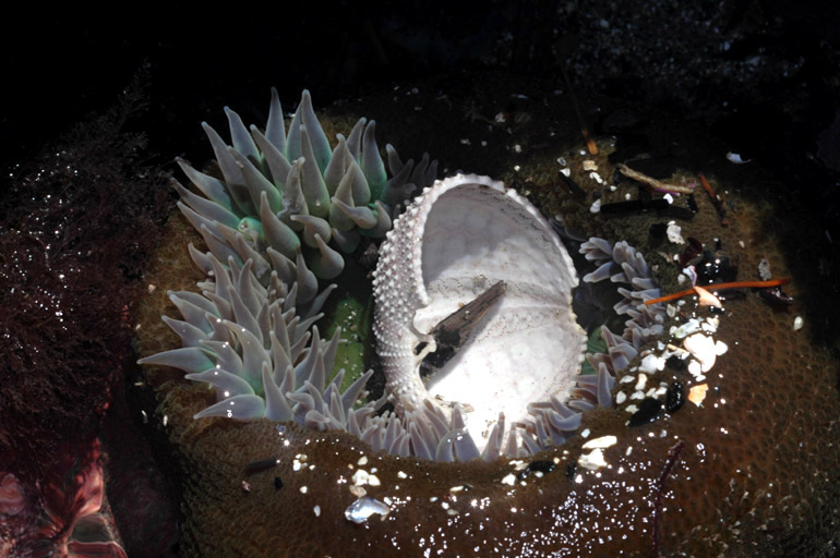 Anemone with shell.