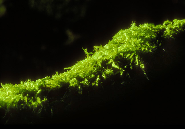 Lush greens of the Cascade range.