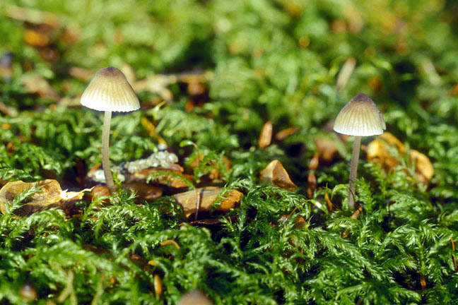 Tiny mushrooms shoot through the ferns.
