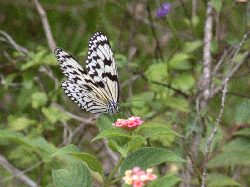 Large Tree Nymph (Idea leuconoe)