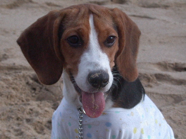 Sand...mmm..tastes like chicken....