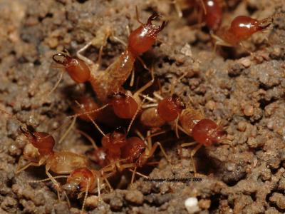 Soldiers of Tree-piping termites