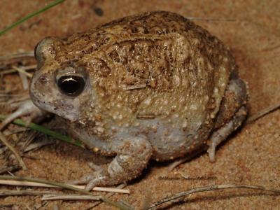 Northern Spadefoot frog, Notaden melanoscaphus