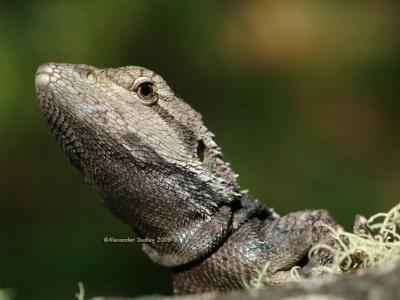 Jacky Lizard, Amphibolurus muricatus