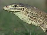 Yellow-spotted monitor