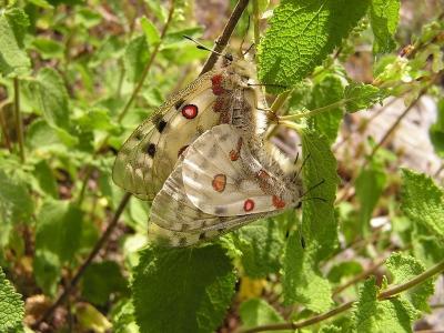 Papillons amoureux