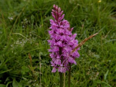 Orchis sauvage