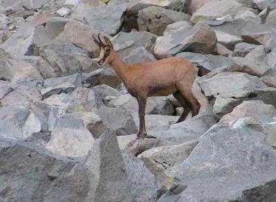 Isard, au pied du Pic d'Ossau