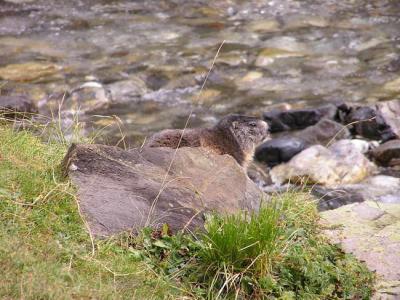 Un habitant du plateau d'Ossoue vient se dsaltrer.