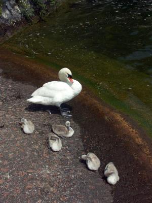 Swans'  family