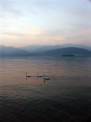 Swans at sunset 1