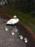 Swans  family
