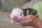 Litter #1 Santino