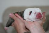 Litter #1 Bettis