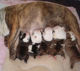 Litter #1 almost 1 week