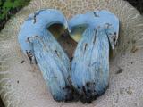 Blued Bolete.jpg