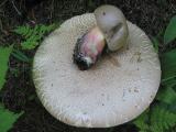 Bolete Brothers.jpg