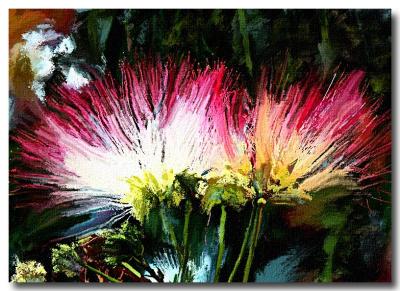 Janets-Mimosa.jpg