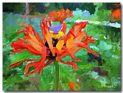 Zinnia2.jpg
