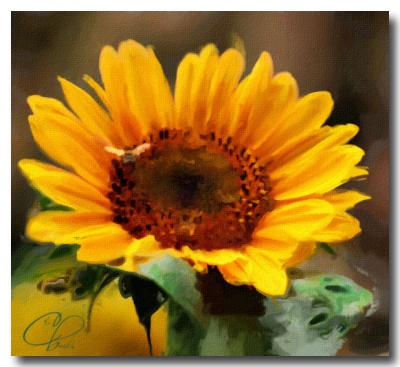 Sunflower-.jpg