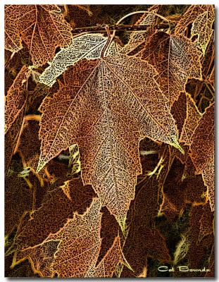 Red-Leaves-5.jpg