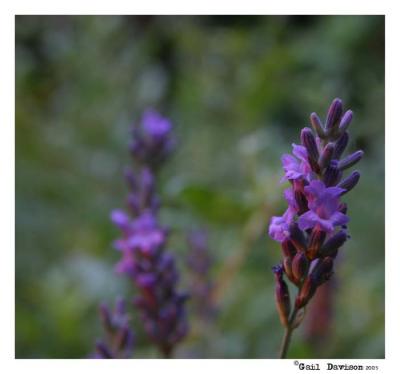 16 July evening light