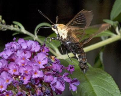 Hummingbird Moth 2