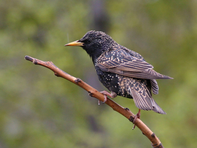 tourneau sansonnet - European starling