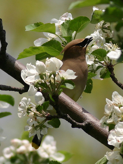 Jaseur damrique - Waxwing