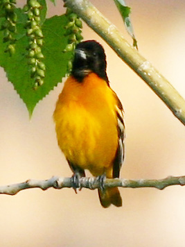 Oriole de Baltimore - Baltimore Oriole