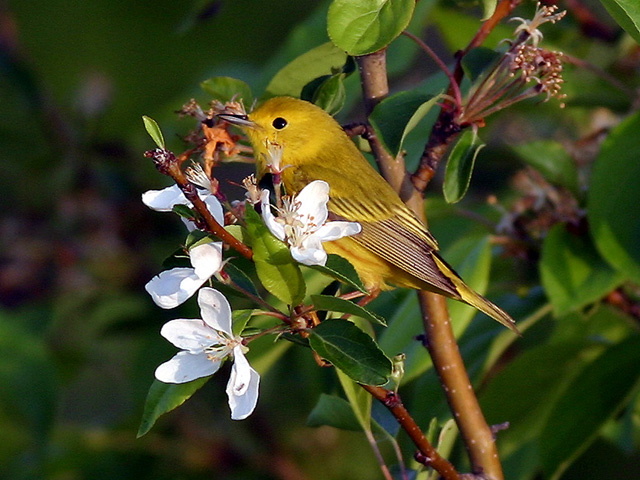 Paruline jaune - Yellow warbler