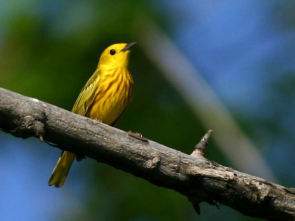 Paruline jaune - Yellow warbler
