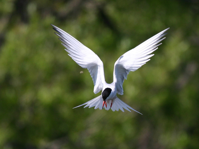 Sterne pierregarin - Common tern
