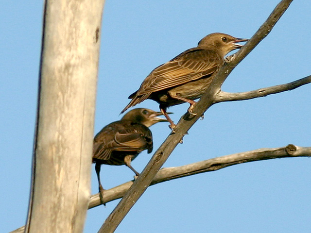 tourneau sansonnet - European starling