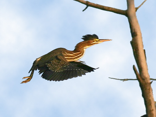 Hron vert - Green heron