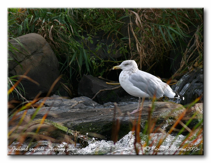 Goland argent - Herring Gull