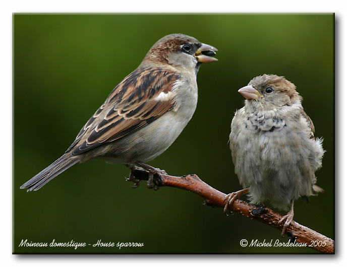 Moineau domestique - House sparrow