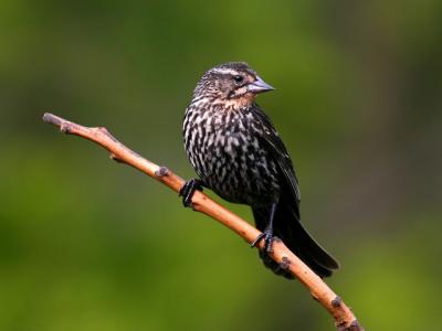 Carouge à épaulettes F Red winged blackbird