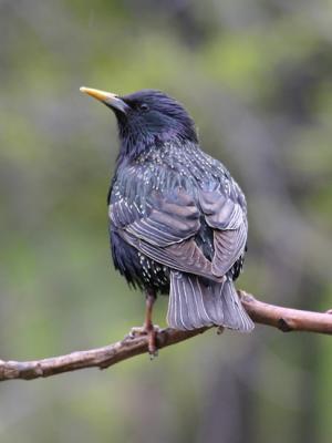 Étourneau sansonnet - European starling