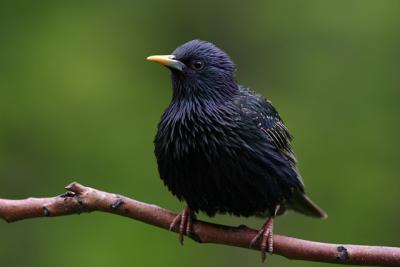 tourneau sansonnet - European starling